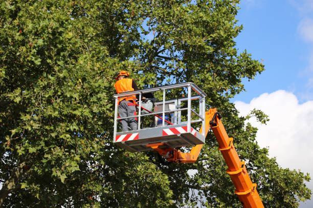 Best Tree and Shrub Care  in Shorewood, IL